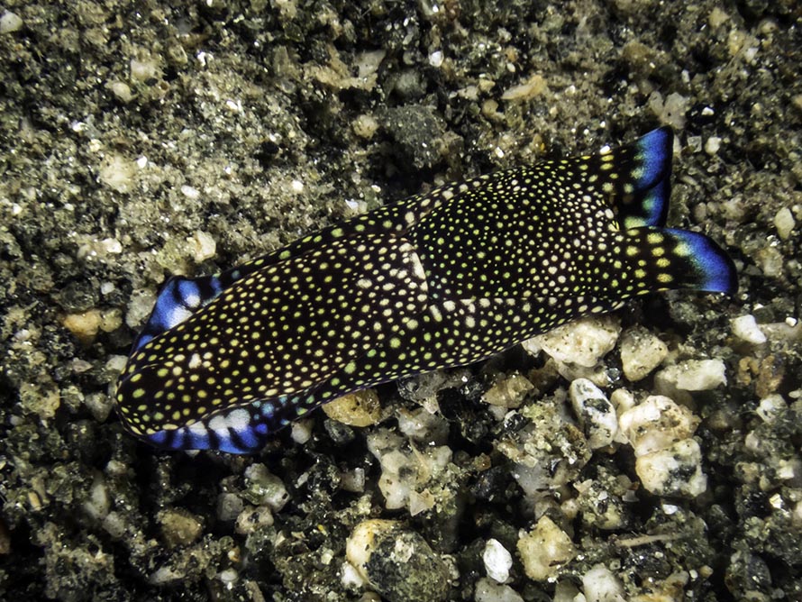 Tubulophilinopsis reticulata